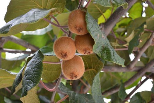 Kiwis on the tree