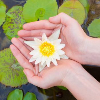 Woman hands holding lotus flower against leaves background.