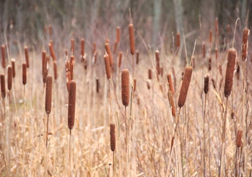 Marsh with brown hardstem reed selection in late autumn