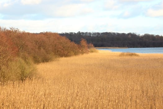 Reed, moor and lake in protected nature area