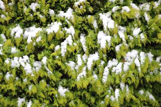 Evergreen thuja hedge background in winter with snow