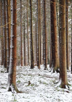 Forest with tall pine trees in winter