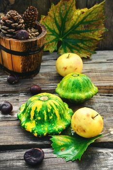 Harvest of squashes,autumn conker and cones on wooden background