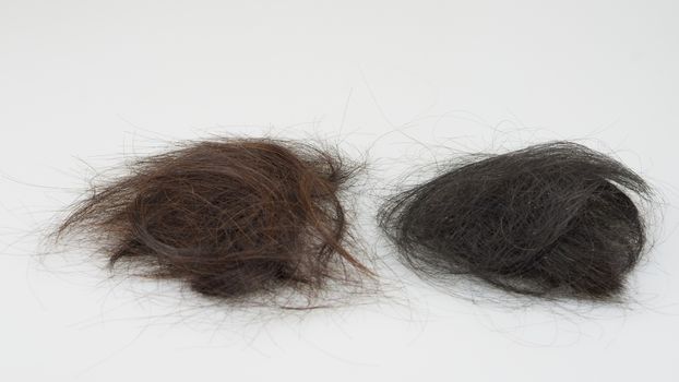 Brown and black hair loss were place on white background.