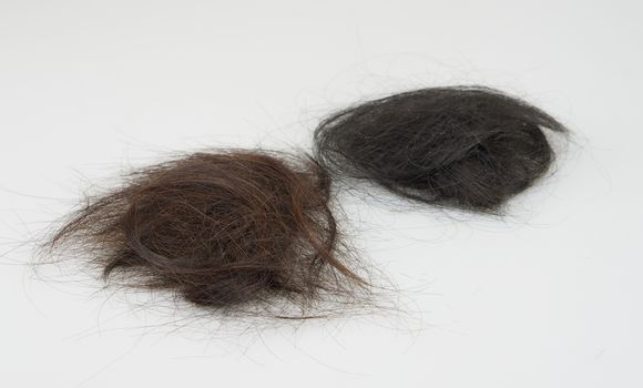 Brown and black hair loss were place on white background.