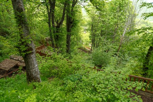 Landscape view of intense Black Sea forests with green trees, meadow area and wooden stairs.