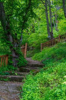 Landscape view of intense Black Sea forests with green trees, meadow area and wooden stairs.