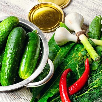 Preparing to pickle fresh cucumbers with dill,garlic and spices