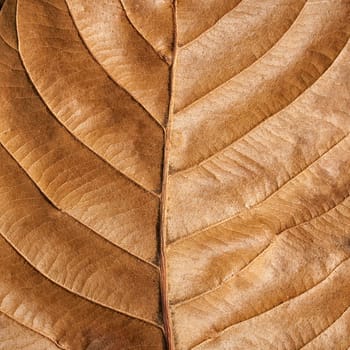 Old brown leaf texture background .