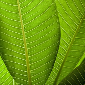 Fresh green leaf texture background .