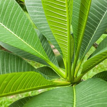 Fresh green leaf texture background .