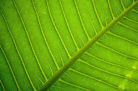 Fresh green leaf texture background .