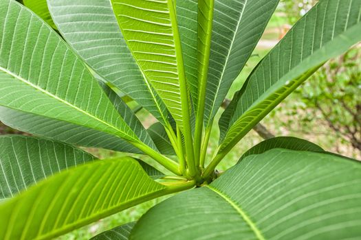 Fresh green leaf texture background .