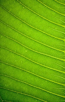 Fresh green leaf texture background .