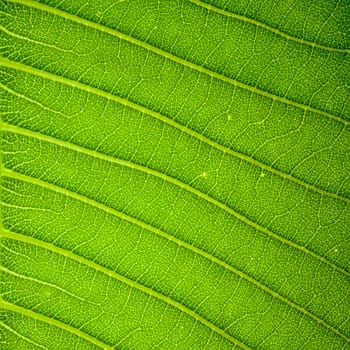 Fresh green leaf texture background .
