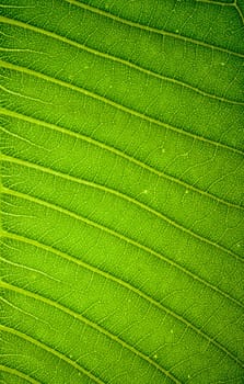 Fresh green leaf texture background .