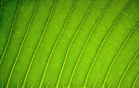 Fresh green leaf texture background .