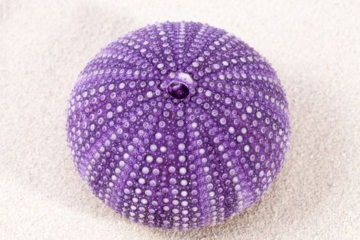 sea shell of violet  sea urchin lying on the sand, close up.