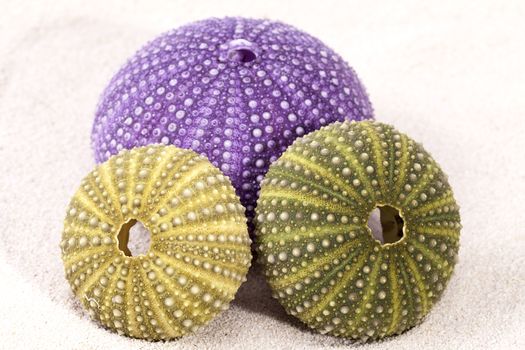 sea shells of violet and green sea urchin lying on the sand, close up.