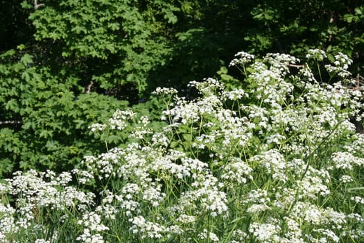 anthriscus sylvestris