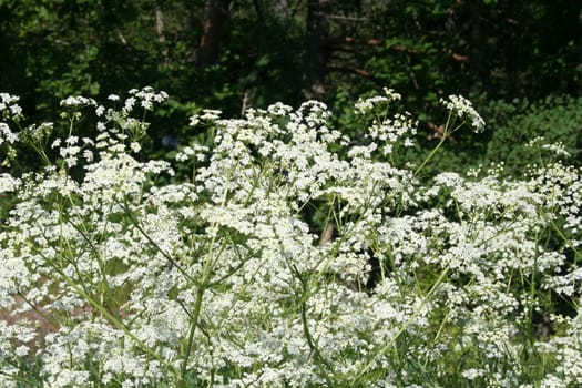 anthriscus sylvestris