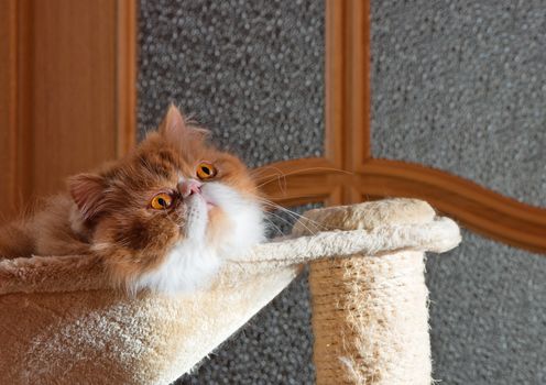 The Persian cat red with white color sits in a hammock and attentively looks