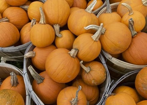 Orange Pumpkin in Fall Season