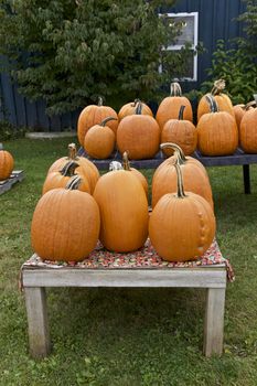 Orange Pumpkin in Fall Season