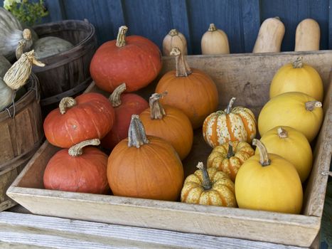 Orange Pumpkin in Autumn Season colorful pumpkins at a market