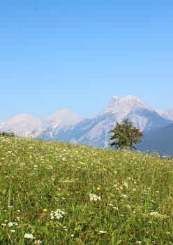Flower field with view over mountain range