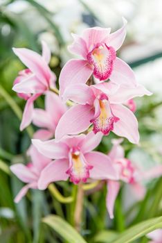Beautiful pink phalaenopsis orchids cultivated in greenhouse
