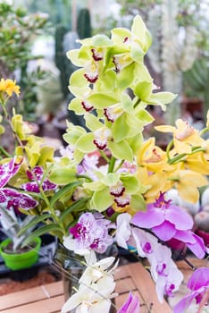 Beautiful colorful mix of phalaenopsis orchids cultivated in greenhouse
