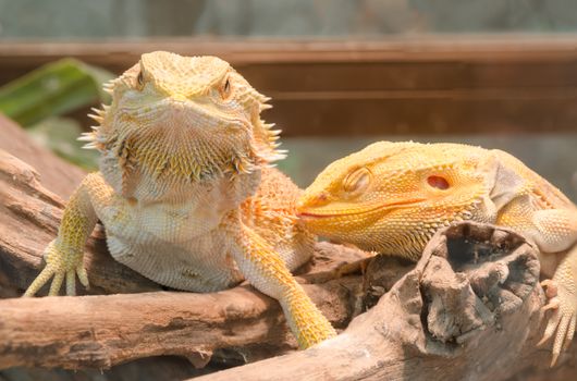 Bearded Dragon climbing a tree taken in a shallow depth of field.