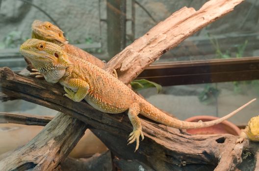 Bearded Dragon climbing a tree taken in a shallow depth of field.