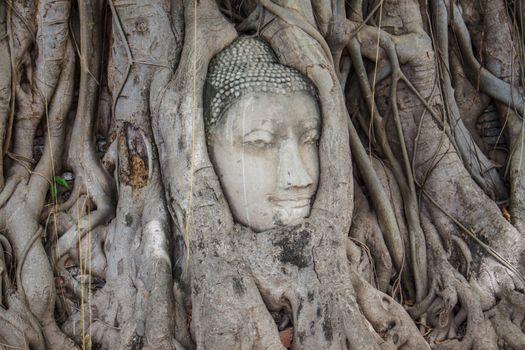 Head of Buddha statue in the tree roots at Wat Mahathat temple,