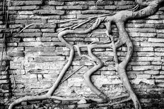 Old brick wall with banyan tree root black and white