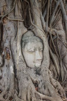 Stone head of buddha in root tree of Wat Mahathat in Ayutthaya, Thailand