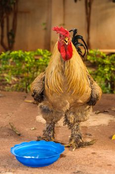 A rooster with water in a blue bassin in a farmyard, in Mali, Africa