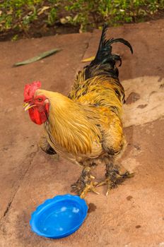 A rooster with water in a blue bassin in a farmyard, in Mali, Africa