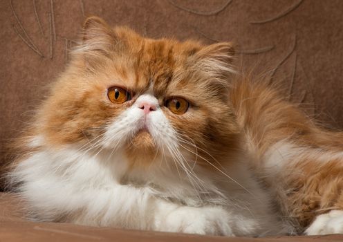 The Persian cat red with white color sits on a sofa and attentively looks