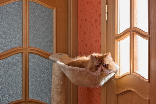 The Persian cat red with white color sits in a hammock and attentively looks