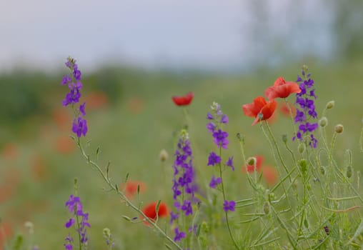 colorful flowers on field in summer sunset