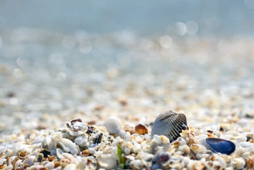 Shell on the beach and sea in background