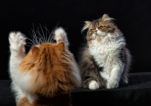 Red big persian cat and dark persian little kitten