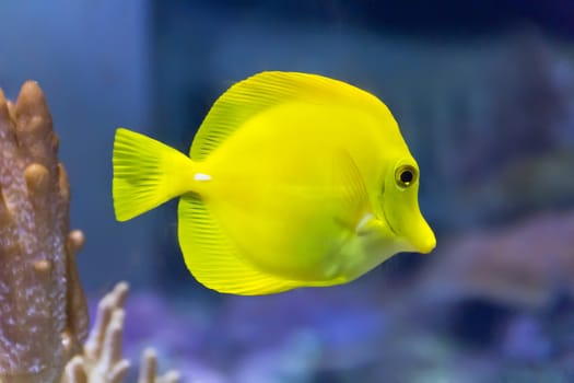 Photo of fish yellow zebrasoma in aquarium