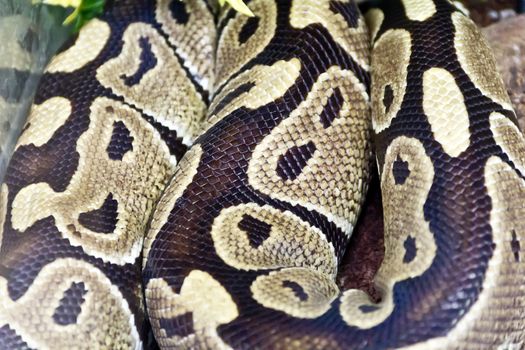 Photo of real boa snake python skin texture close up