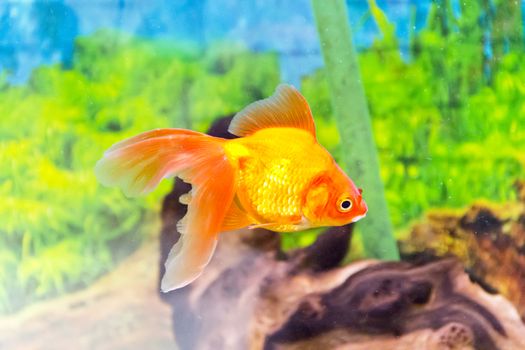 Photo of aquarium goldfish in blue water