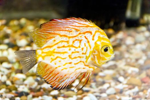 Photo of fish symphysodon aequifasciata haraldi in aquarium