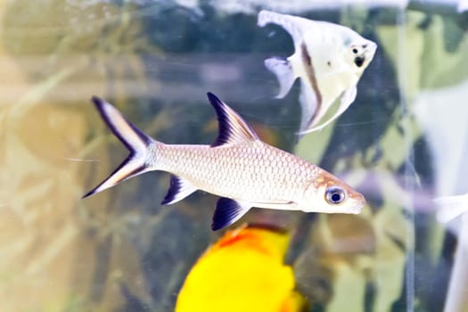 Photo of fish Balantiocheilus Melanopterus in aquarium