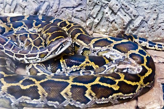 Photo of two snakes python in the midst of stones